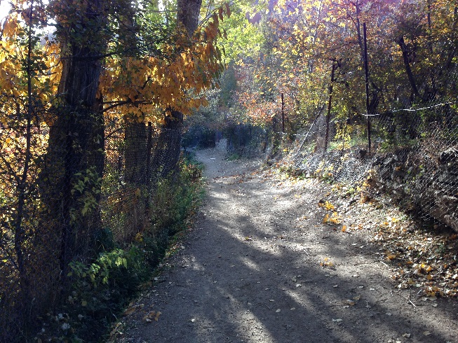  طبیعت زرد پاییزی هنگام صعود به قله توچال از مسیر آهار - شکرآب - توچال 